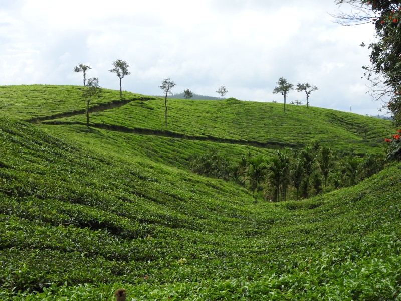 15 PERIYAR Piantagione di te